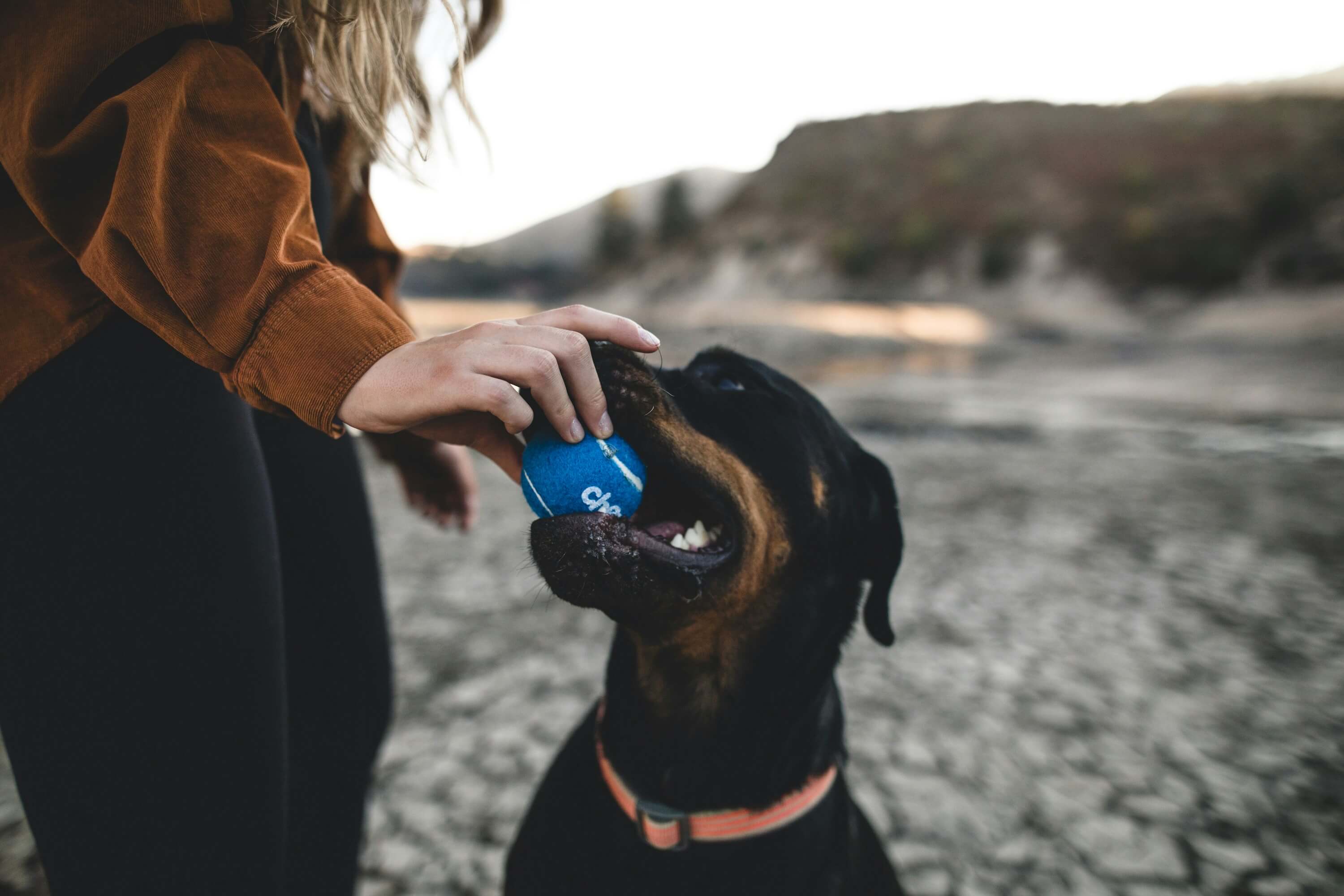 A dog with a blue ball in it's mouth.